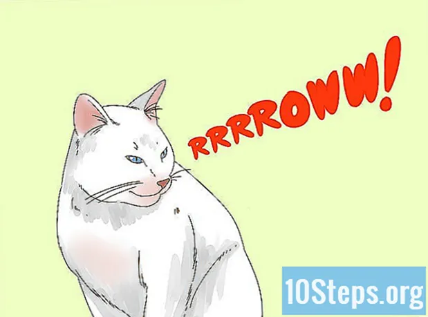 Jak komunikovat s vaší kočkou - Encyklopedie