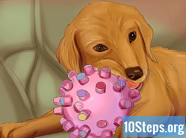 Com assegurar-se que el seu gos està bé després de parir - Enciclopèdia