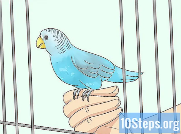 Πώς να βγάλετε ένα Parakeet από το κλουβί με ασφάλεια
