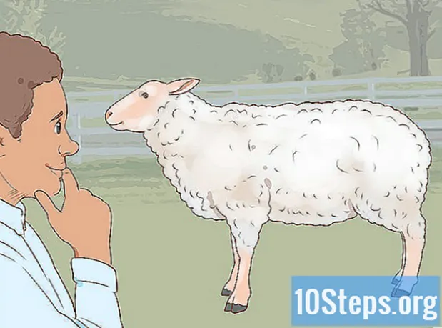Kuinka leikata lampaita