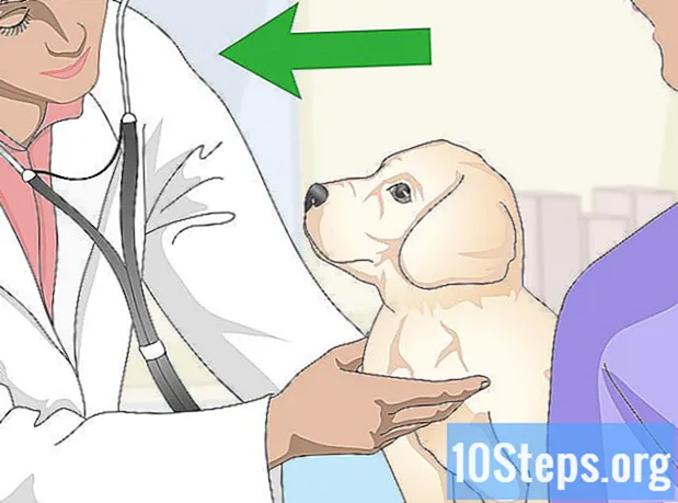 Cara Mengobati Kejang Fokus pada Anjing