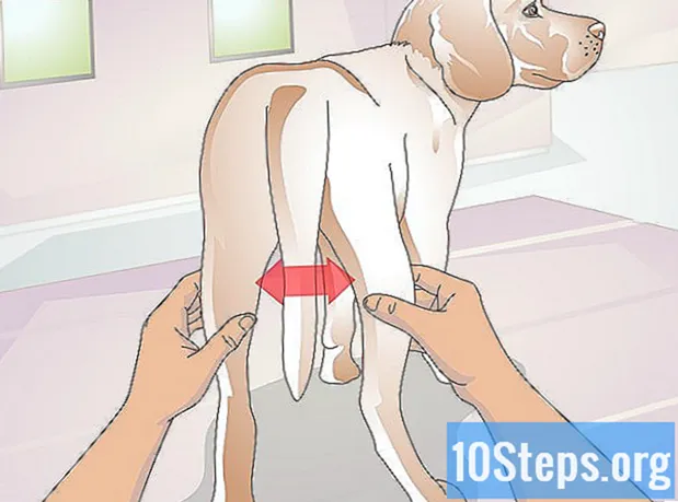 Wie man gebrochene Knochen bei Hunden behandelt