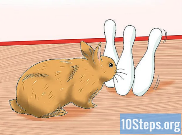 Sådan behandles fordøjelsesproblemer hos kaniner - Encyklopædi