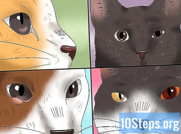 Hogyan kezeljük a kötőhártya-gyulladást macskáknál