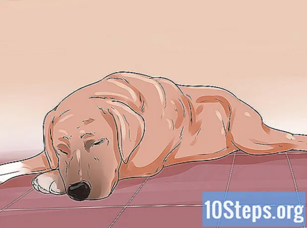 Kuinka hoitaa koiran ripulia