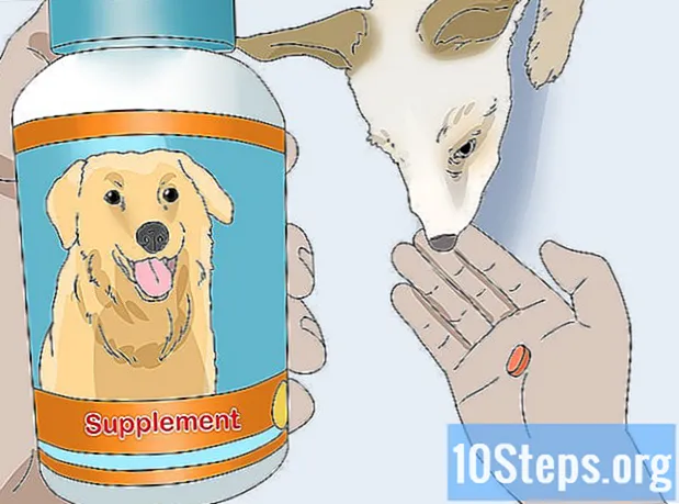 کتوں میں فولکولائٹس کا علاج کیسے کریں