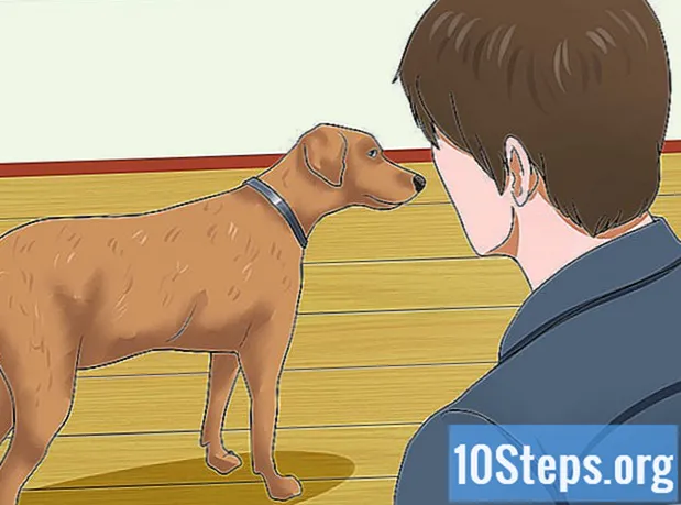 Cómo tratar la gripe canina - Enciclopedia