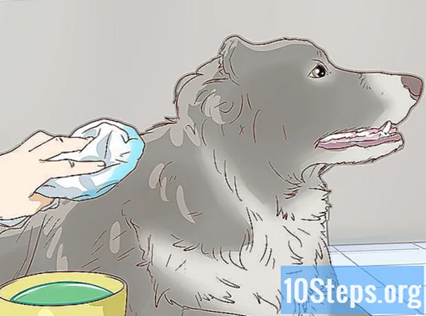 วิธีการรักษา Hyperthermia ในสุนัข