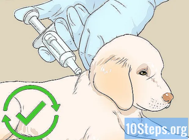 Hoe honden verkoudheid te behandelen