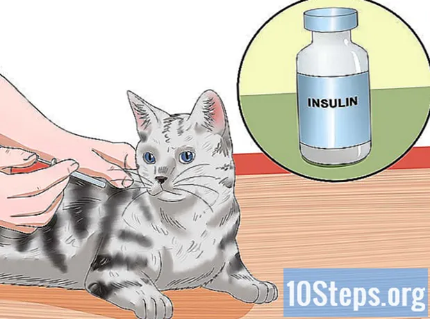 Wie man eine unterernährte Katze behandelt - Enzyklopädie