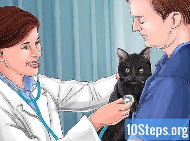 Cómo tratar a un gato envenenado - Enciclopedia