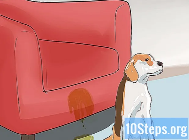 Hur man tränar beagle