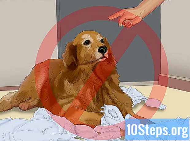 Cómo entrenar a tu cachorro para que necesite en un apartamento - Enciclopedia