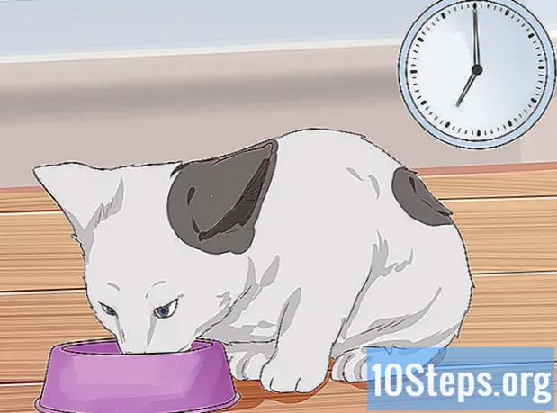 Kedinizi Çöp Kutusunu Kullanması için Nasıl Eğitirsiniz?