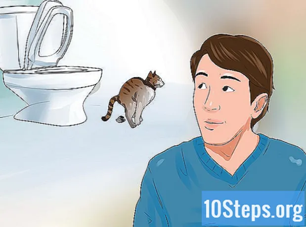 So trainieren Sie Ihre Katze für die Benutzung der Toilette - Enzyklopädie