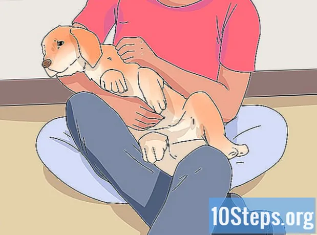 Como entrenar un perro