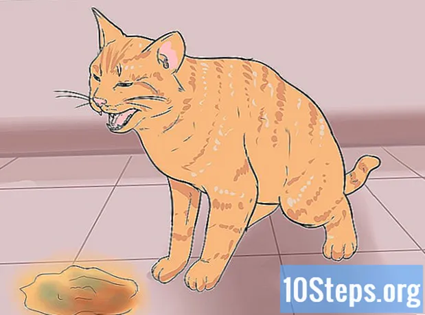 Hoe een kat te trainen om de kattenbak te gebruiken