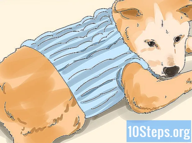 Πώς να χρησιμοποιήσετε λάδι καρύδας για τη θεραπεία ψύλλων και δέρματος σκύλου