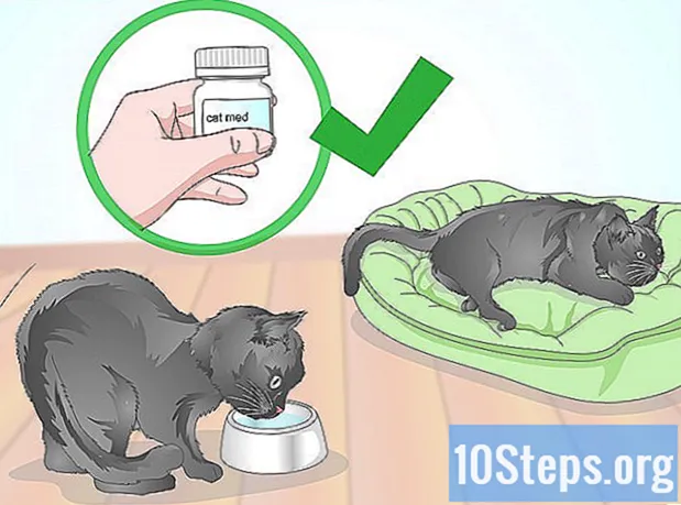 Cómo controlar la temperatura de un gato