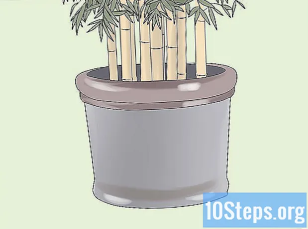 Come sbarazzarsi del bambù - Enciclopedia