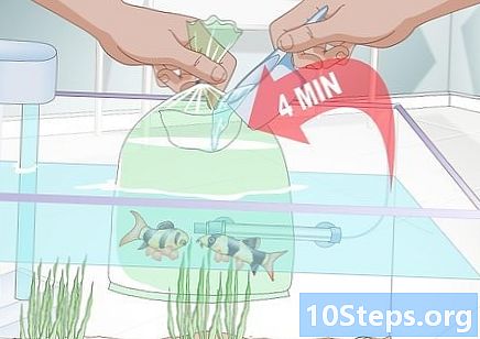 Jak aklimatizovat rybu