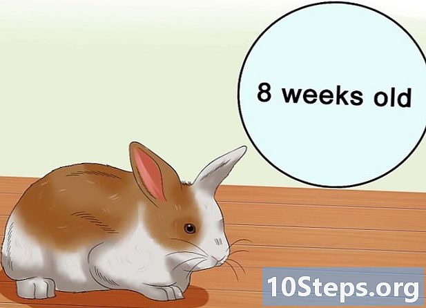 Sådan køber du en kanin - Hvordan