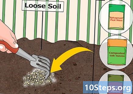 Como acidificar o solo