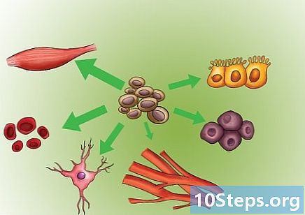 Jak aktivovat vlastní kmenové buňky - Jak