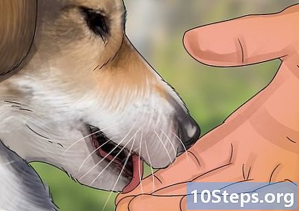 سروس کتے کو کیسے اپنائیں