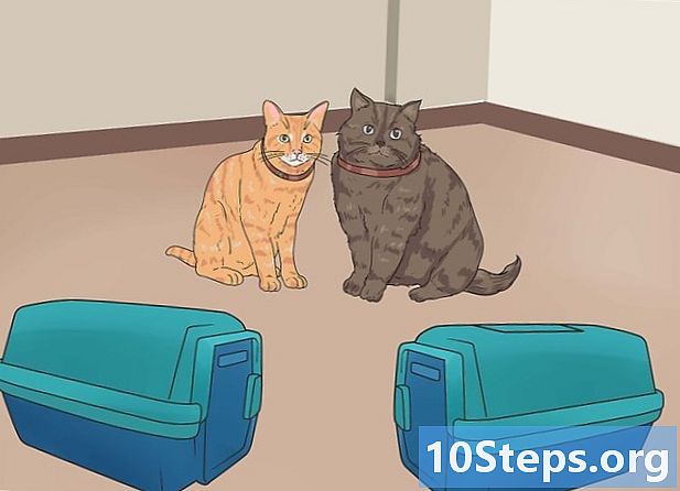 پہلی بلی سے انکار کیے بغیر دوسری بلی کو کیسے اپنائیں