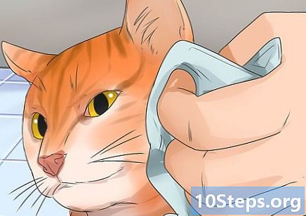 Jak pomoci vaší kočce milovat koupele - Jak