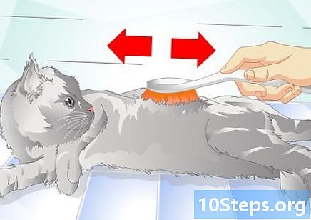Wie Sie Ihrer Katze helfen können, Schuppen loszuwerden - Wie Man