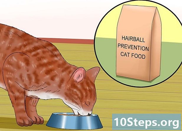 Jak pomóc kotowi nie wymiotować - Jak