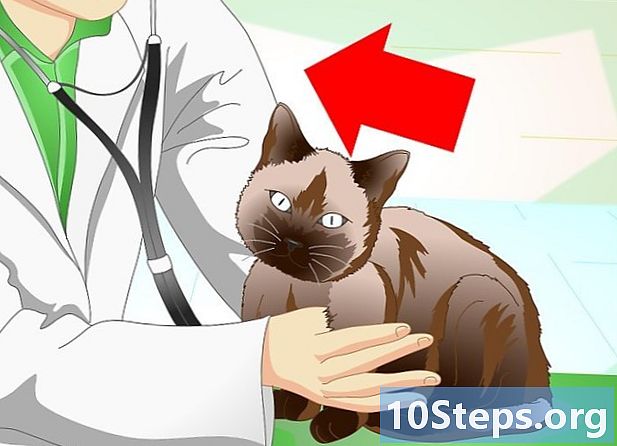 Sådan hjælper du en kat med en brudt skulder - Hvordan