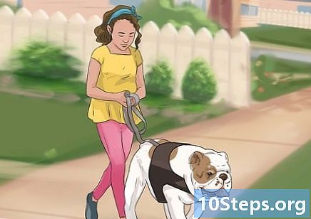 Com ajudar a un gos amb les articulacions rígides