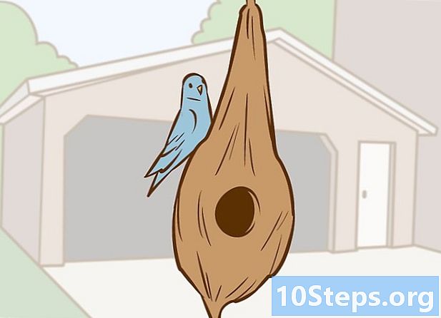 Как да помогнем на мацка, която е паднала от гнездото