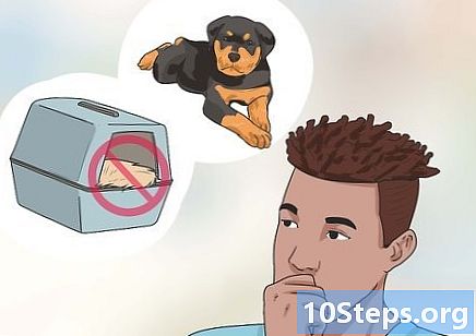 Jak přivést psa do Spojených států - Jak