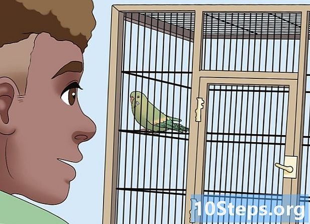 Hvordan underholde en parakitt eller en annen fugl