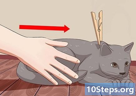 クリップノーズを猫に適用する方法