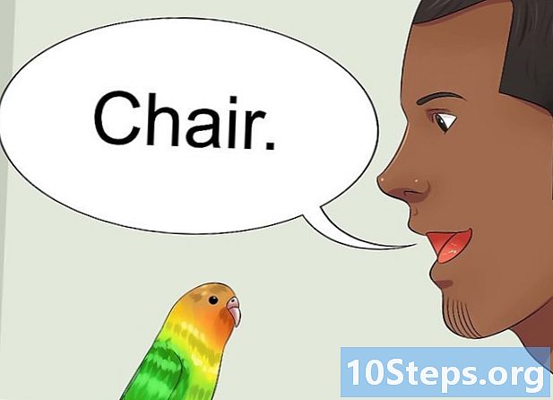 Bagaimana hendak belajar untuk bercakap dengan orang yang parakeet