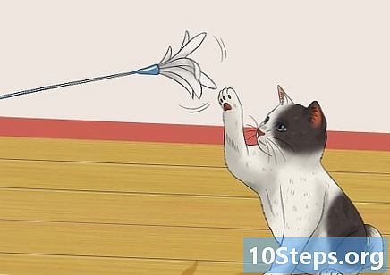 Hur du lär din kattunge att hålla sig lugn
