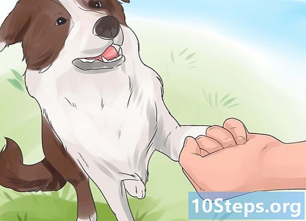 Hvordan lære hunden din å gi poten - Hvordan