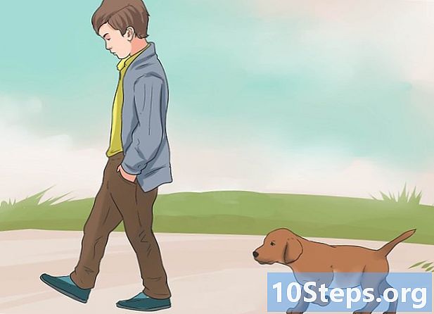 كيف تعلم كلبك ألا يهرب