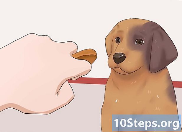 Kaip išmokyti savo šuniuką atsigulti