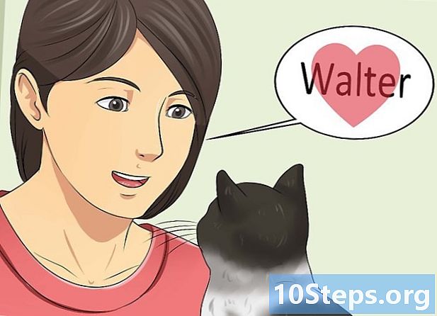 Hogyan tanítsuk meg a macskát, hogyan kell felismerni a nevét