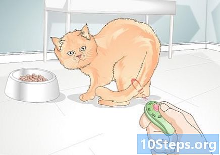 猫に足を与える方法を教える方法