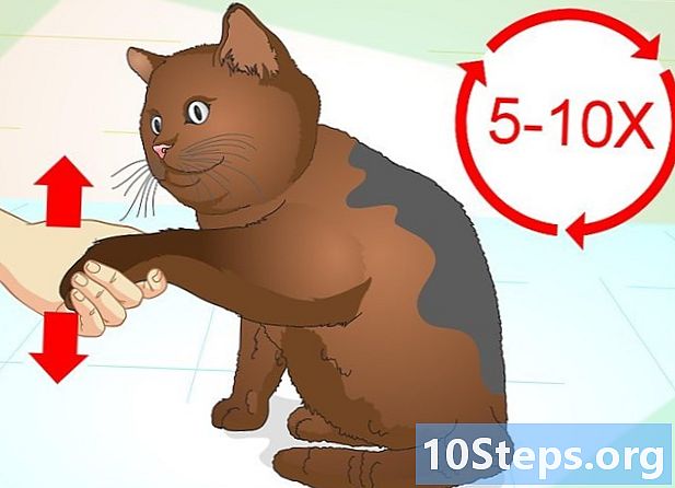 Πώς να διδάξει μια γάτα πώς να κάνει κόλπα