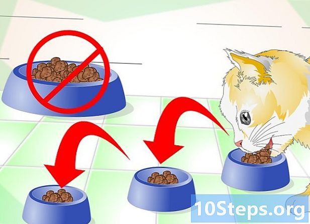 猫に早く食べるように教える方法
