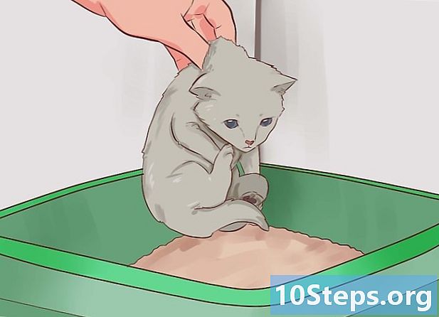 Cara mengajar anak kucing menggunakan sampah