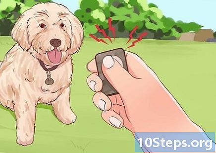 Cómo enseñarle a un perro a no tirar de la correa - Cómo